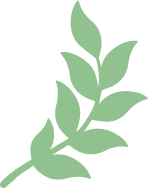 Bay Leaf